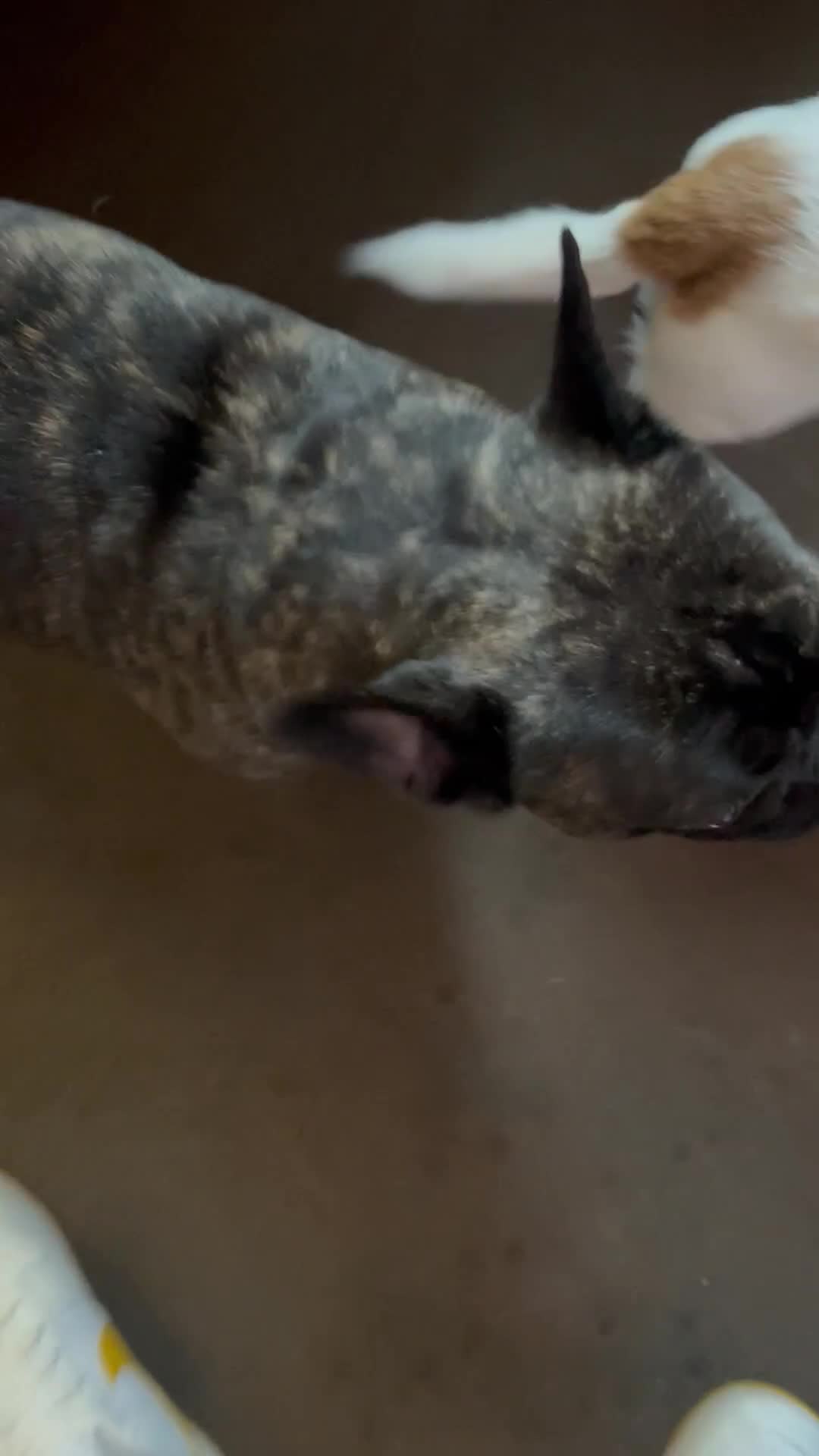 French Bulldog dogs for sale: Bulldog French  in Middlesbrough - Video 1