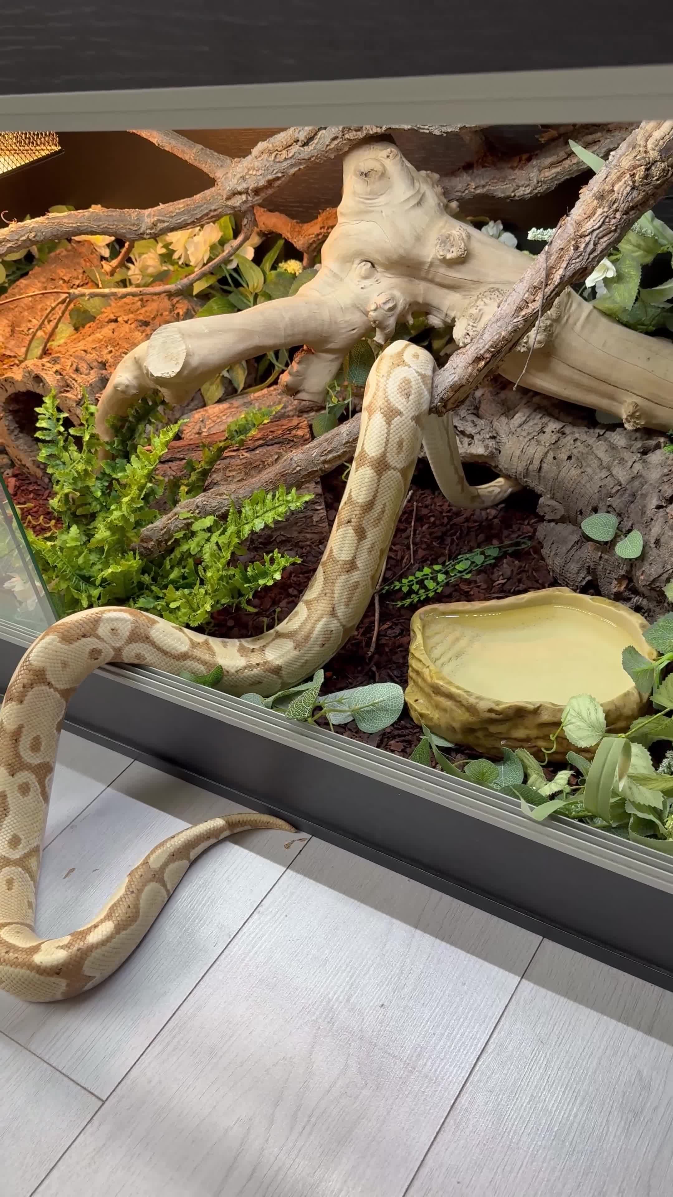 Python Snake reptiles for sale: ❗️Banana Royal Python & Setup❗️ - Video 1
