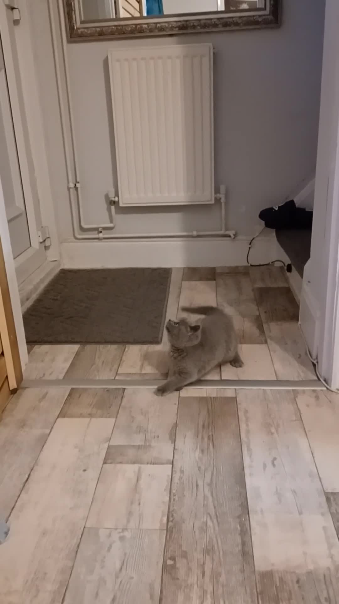 British Shorthair cats for sale: British shorthair  - Video 1