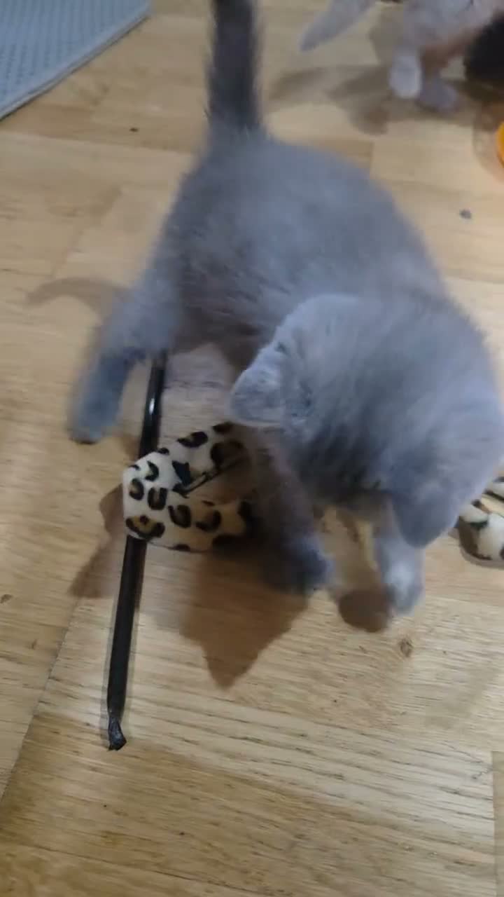 British Shorthair cats for sale: Kittens blue goy and girl in Nottingham - Video 1