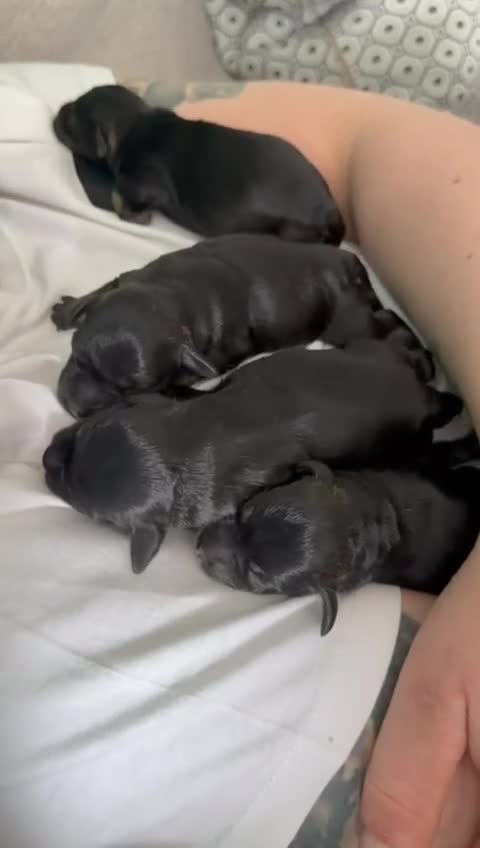 Miniature Schnauzer dogs for sale: Miniature schnauzer black and silver  in Aberdeen - Video 1