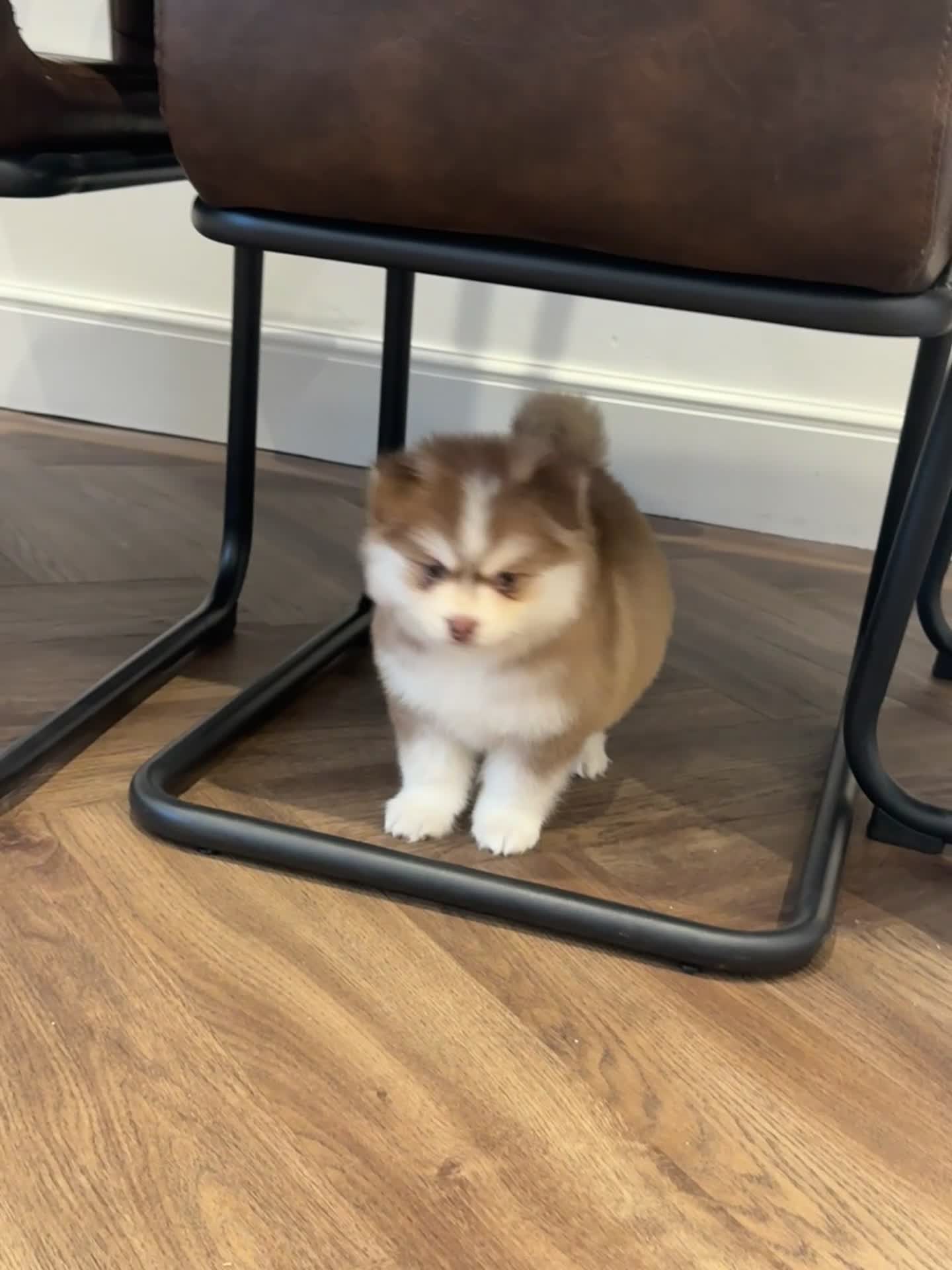 Pomsky dogs for sale: Lilac sired F2 masked Pomsky blue eyes  - Video 2