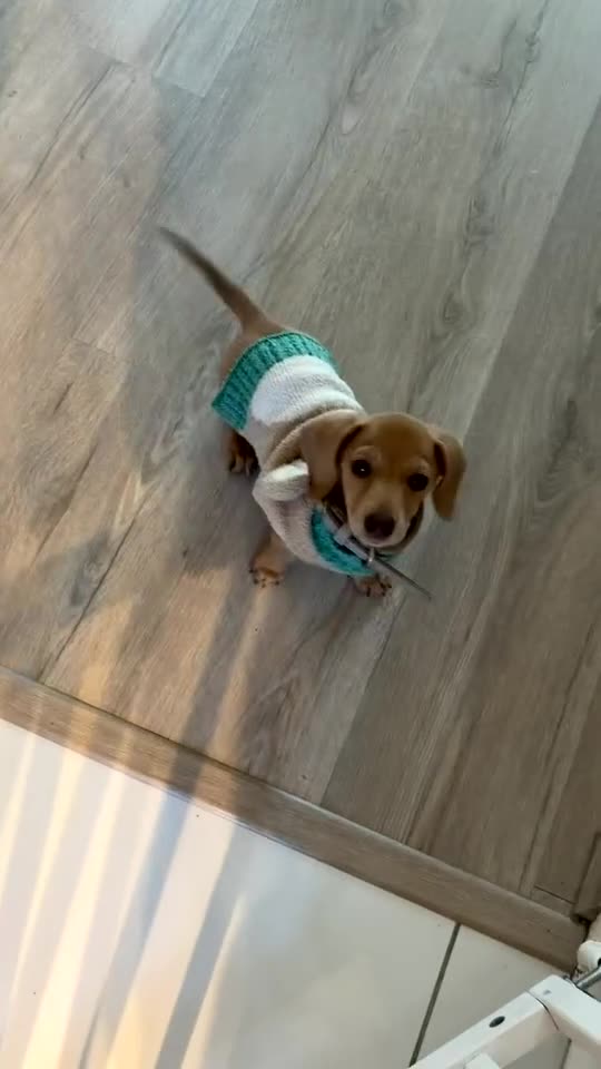 Miniature Dachshund dogs for sale: Miniature cream smooth haired boy in Tewkesbury - Video 1