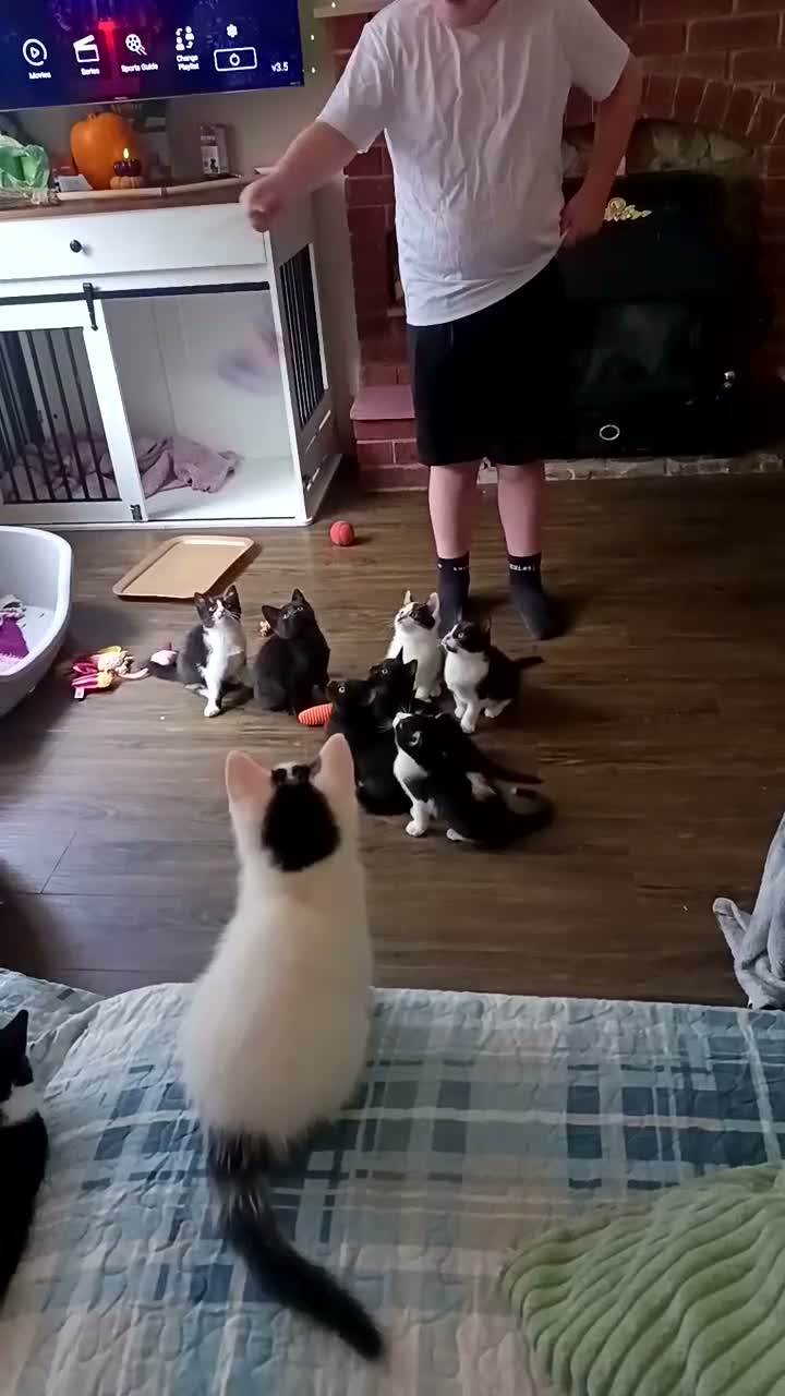 British Shorthair cats for sale: Kittens in Coventry - Video 1