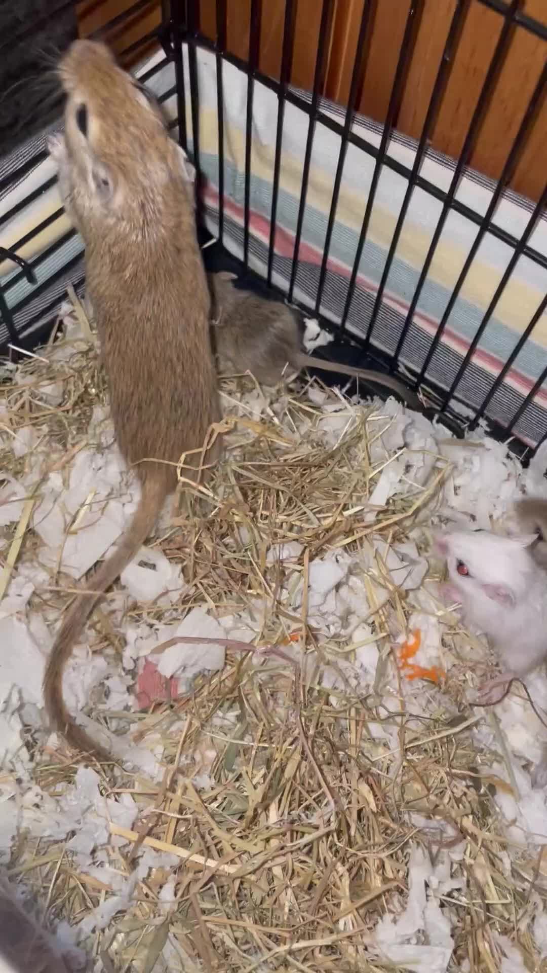 Gerbil rodents for sale: 4beautiful baby gerbils looking for homes - Video 1