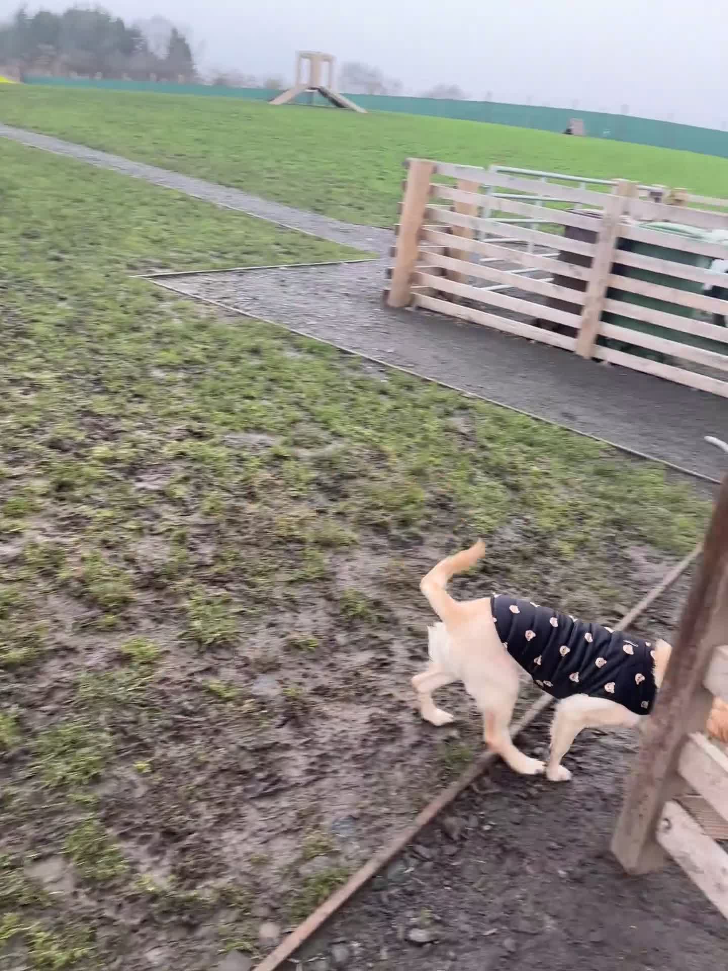 Golden Retriever dogs for sale: 7 month old golden retriever puppy  - Video 1