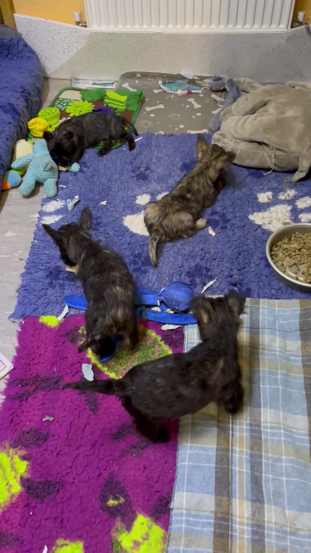 Cairn Terrier dogs for sale: Adorable Cairn Terrier Puppies - Video 2