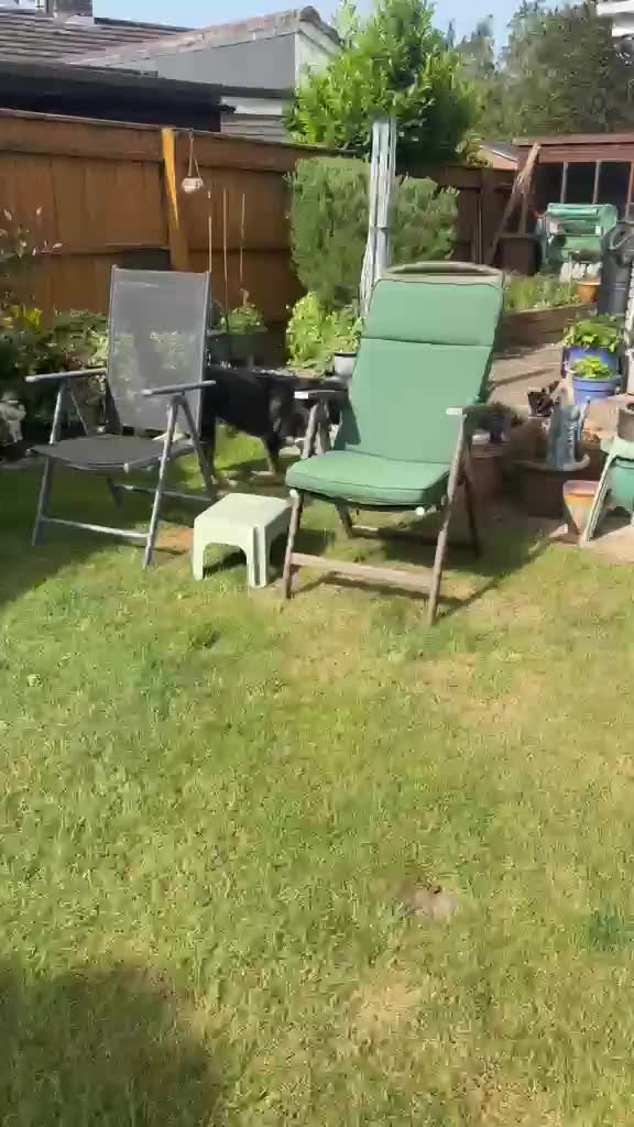 Mixed Breed dogs for adoption: Heartbreaking rehome for BINGO - Video 1