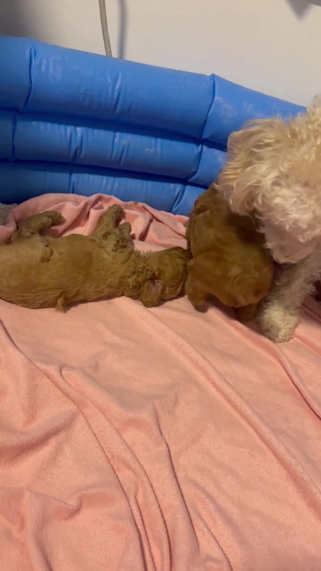 Toy Poodle dogs for sale: Toy poodle puppies *Ready for  ** * - Video 2