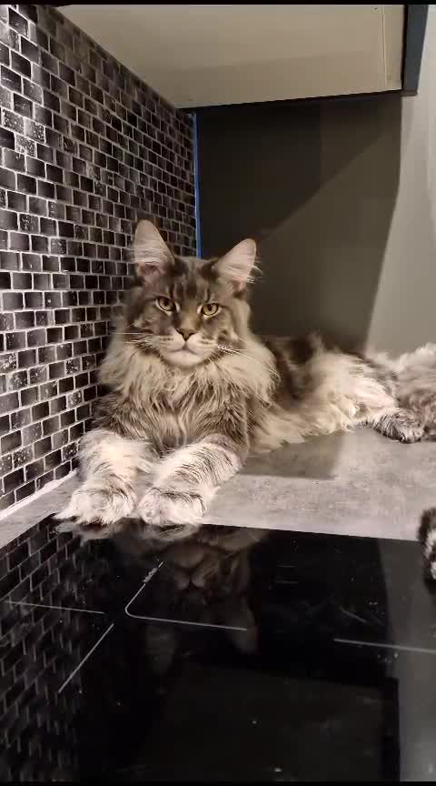 Maine Coon cats for stud: XL Russian Stud 🔥💚 in Bradford - Video 1