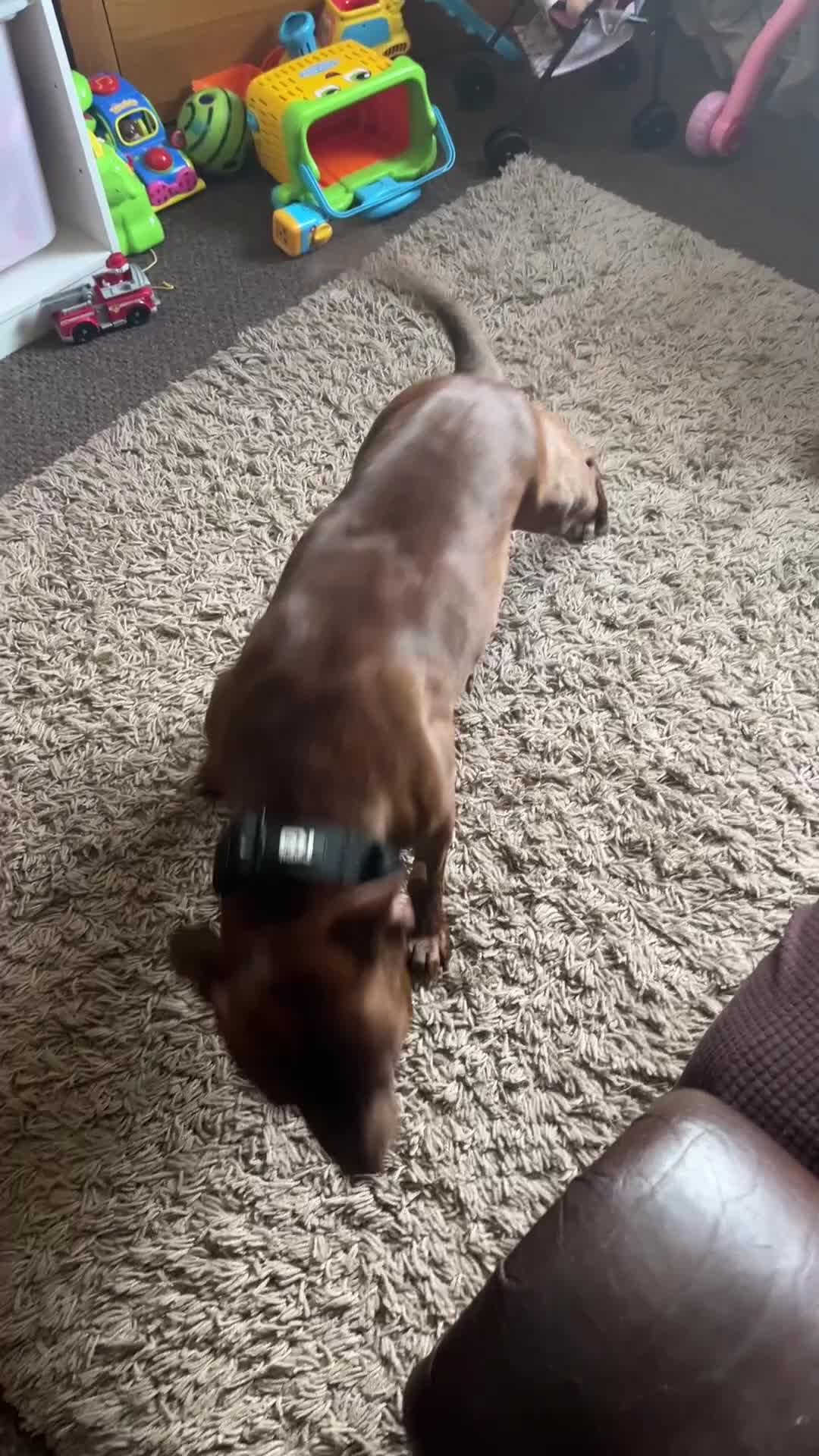 Staffordshire Bull Terrier dogs for sale: 2 1/2 year old male Staff in Witney - Video 1