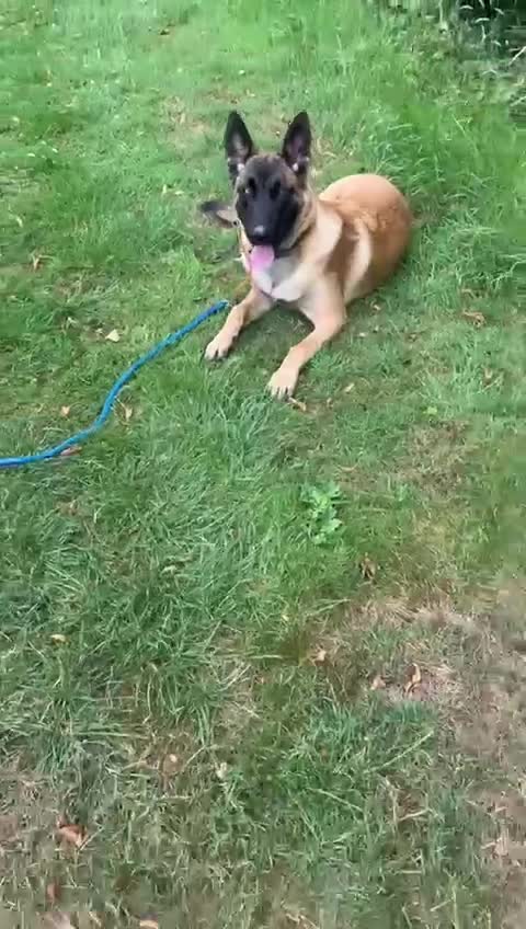 Belgian Shepherd Dog dogs for sale: 8 Month Old Part Trained Mal - Video 1