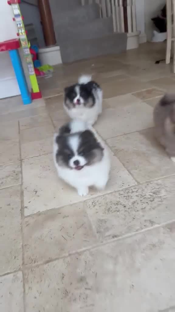 Pomeranian dogs for sale: Stunning KC Registered Small Pomeranian Puppies - Video 1