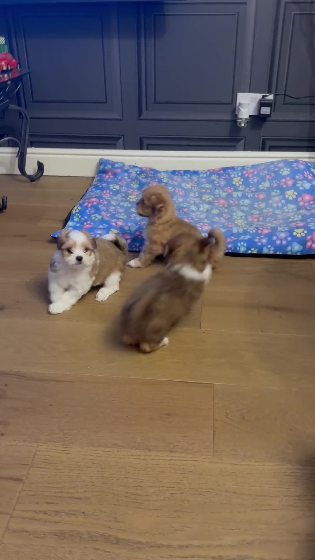 Lhasa Apso dogs for sale: Beautiful Lhasa apso pups - Video 2