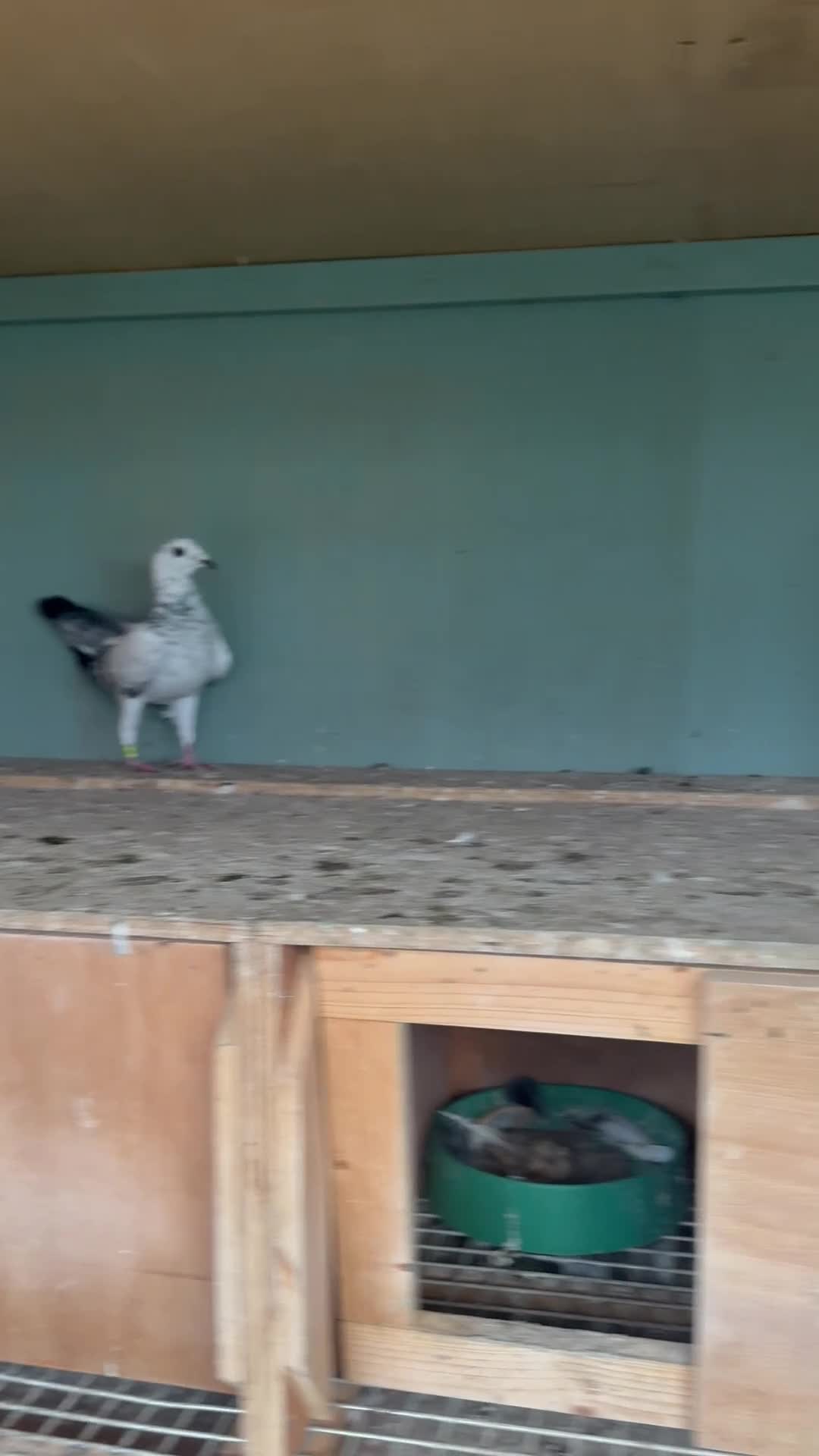 Pigeons birds for sale: Mixed pigeons  - Video 2