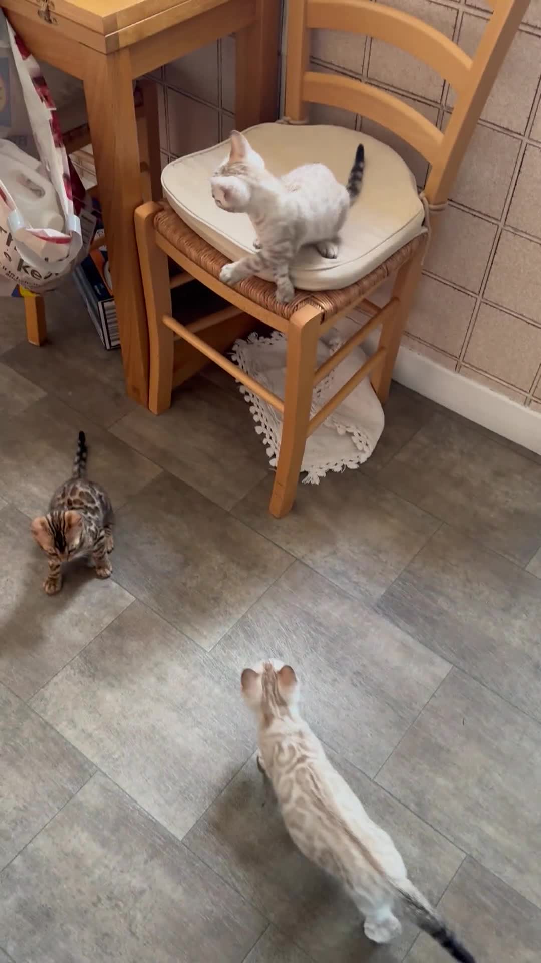 Bengal cats for sale: 5 Bengal kittens , 2 boys and 3 girls  - Video 1