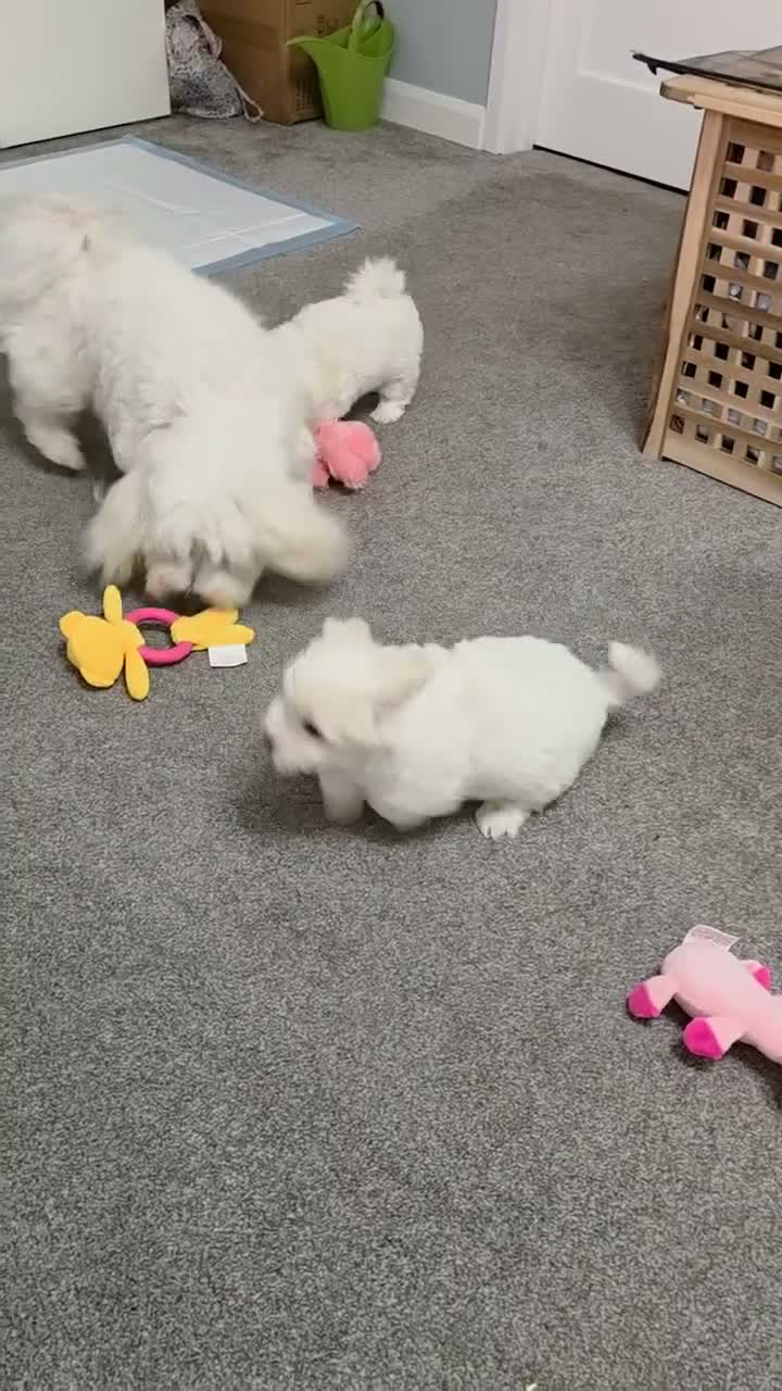 Coton De Tulear dogs for sale: Gorgeous Coton de Tulear puppies KC registered - Video 3
