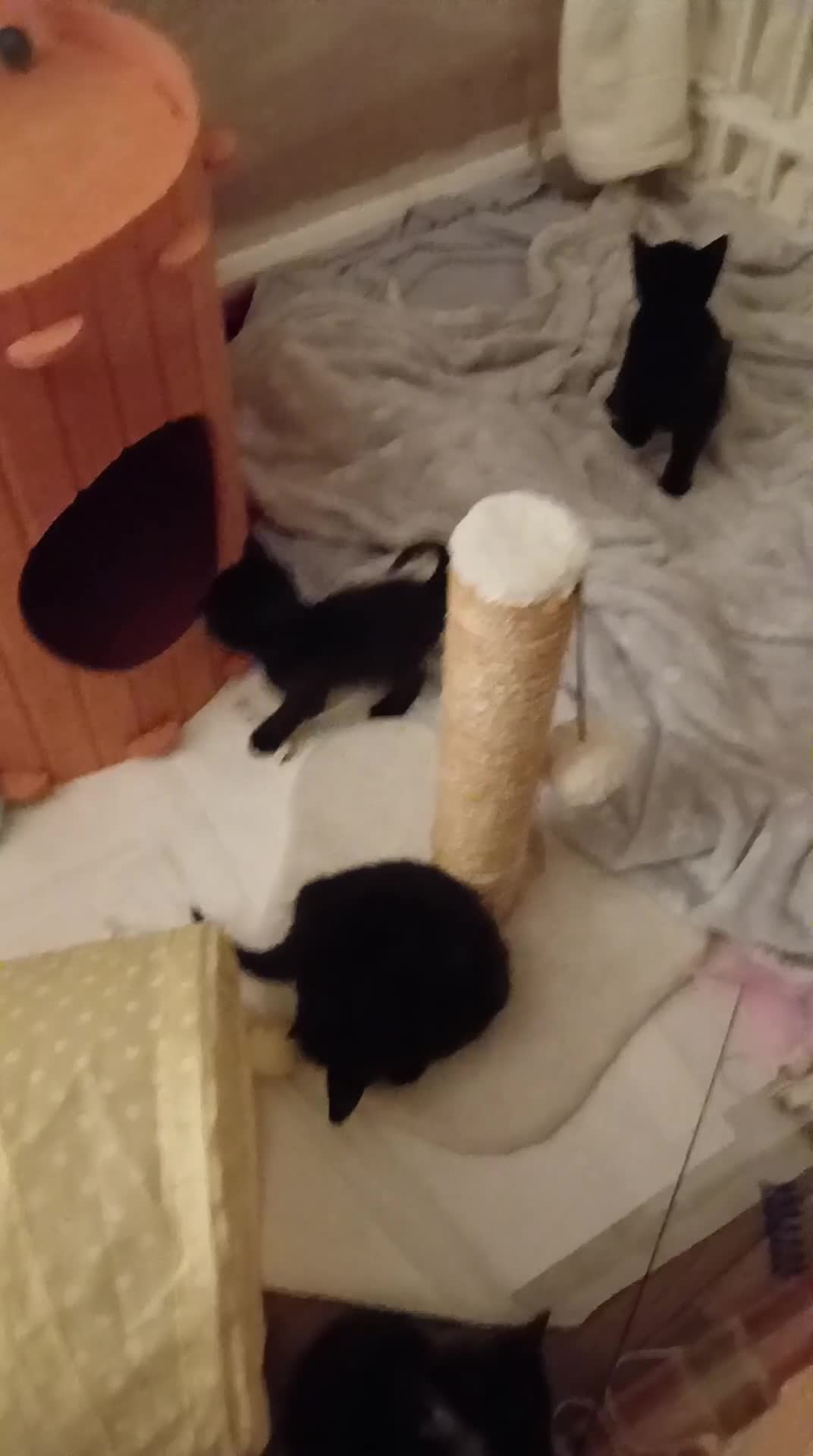 Mixed Breed cats for sale: All kittens are very playfully and very cute in Wakefield - Video 4