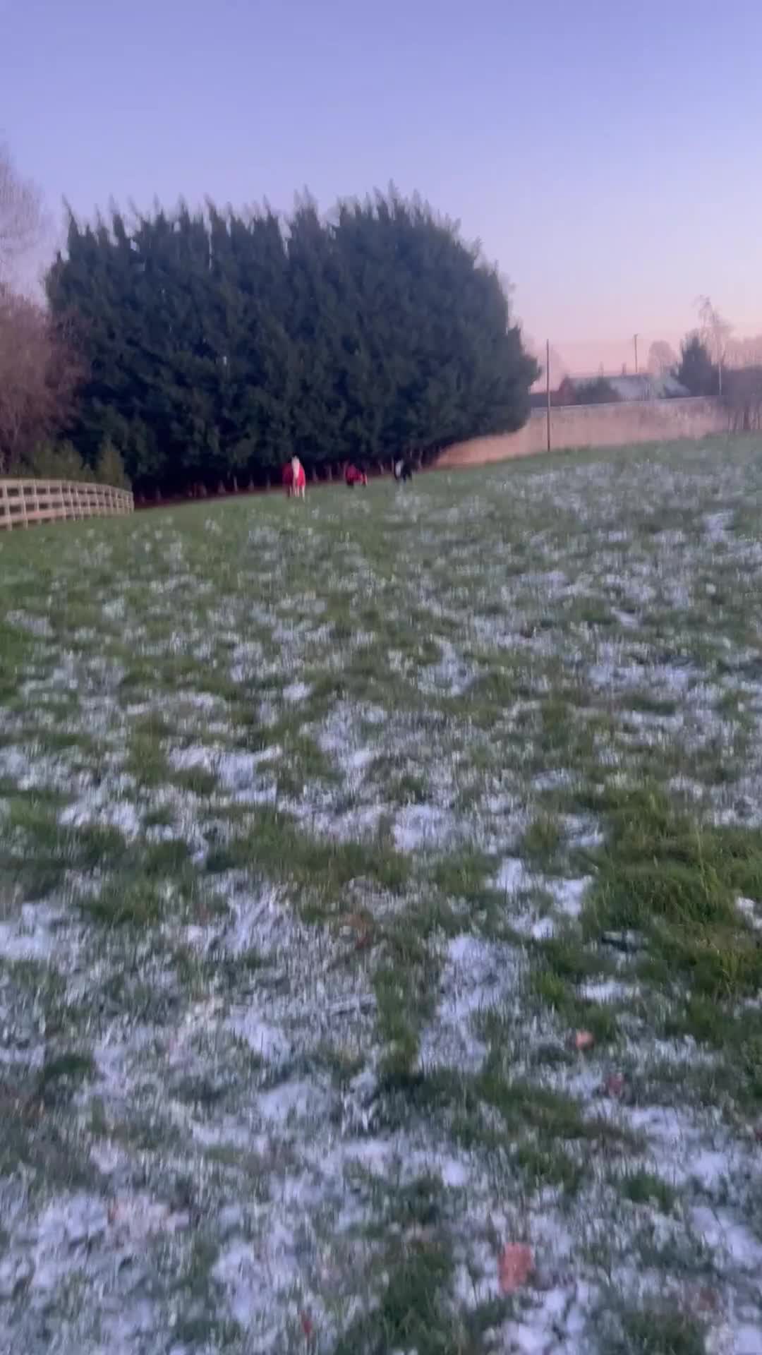 Shetland pony horses for sale: Registered Piebald miniature Shetland gelding  - Video 2