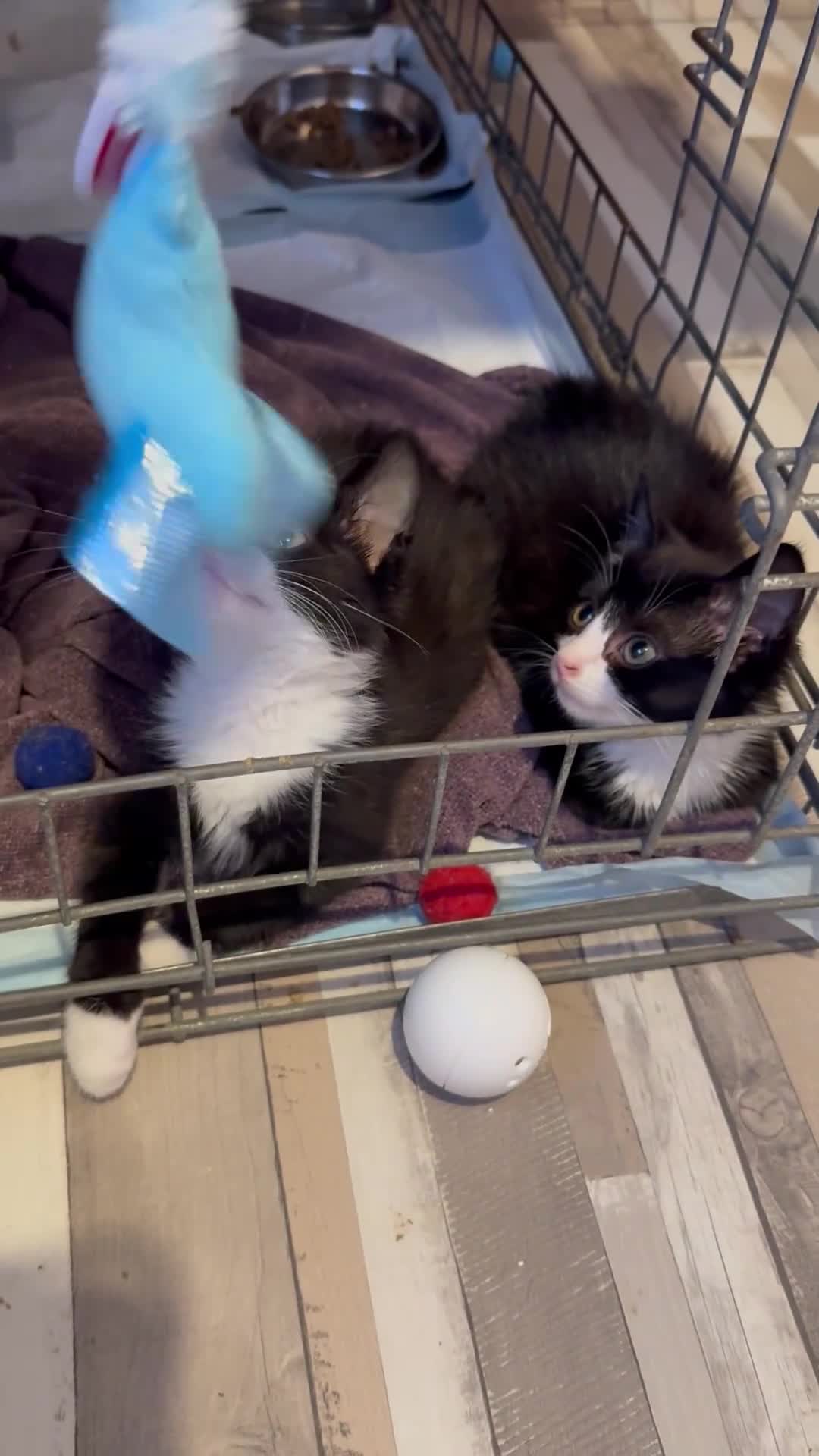 Mixed Breed cats for sale: 5 Male Farm Kittens in Sidmouth - Video 1