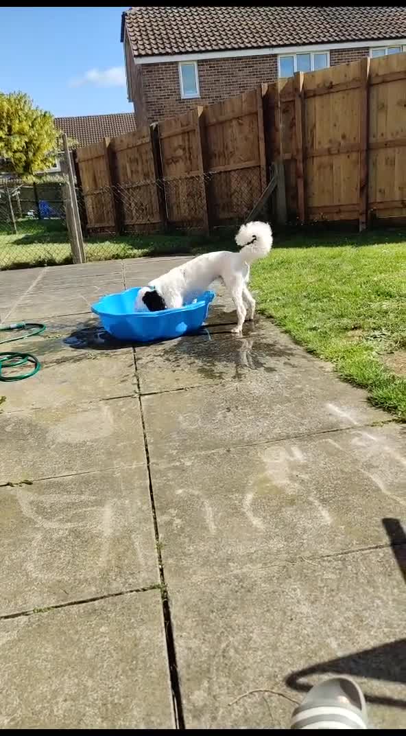 Cockapoo dogs for sale: Buzz  - Video 2