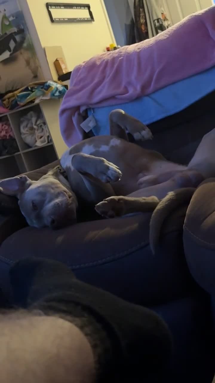 Staffordshire Bull Terrier dogs for sale: Male Staffordshire bull terrier  - Video 1