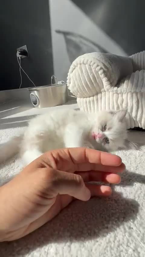 Ragdoll cats for sale: Ready To Leave Gorgeous Male  - Video 1