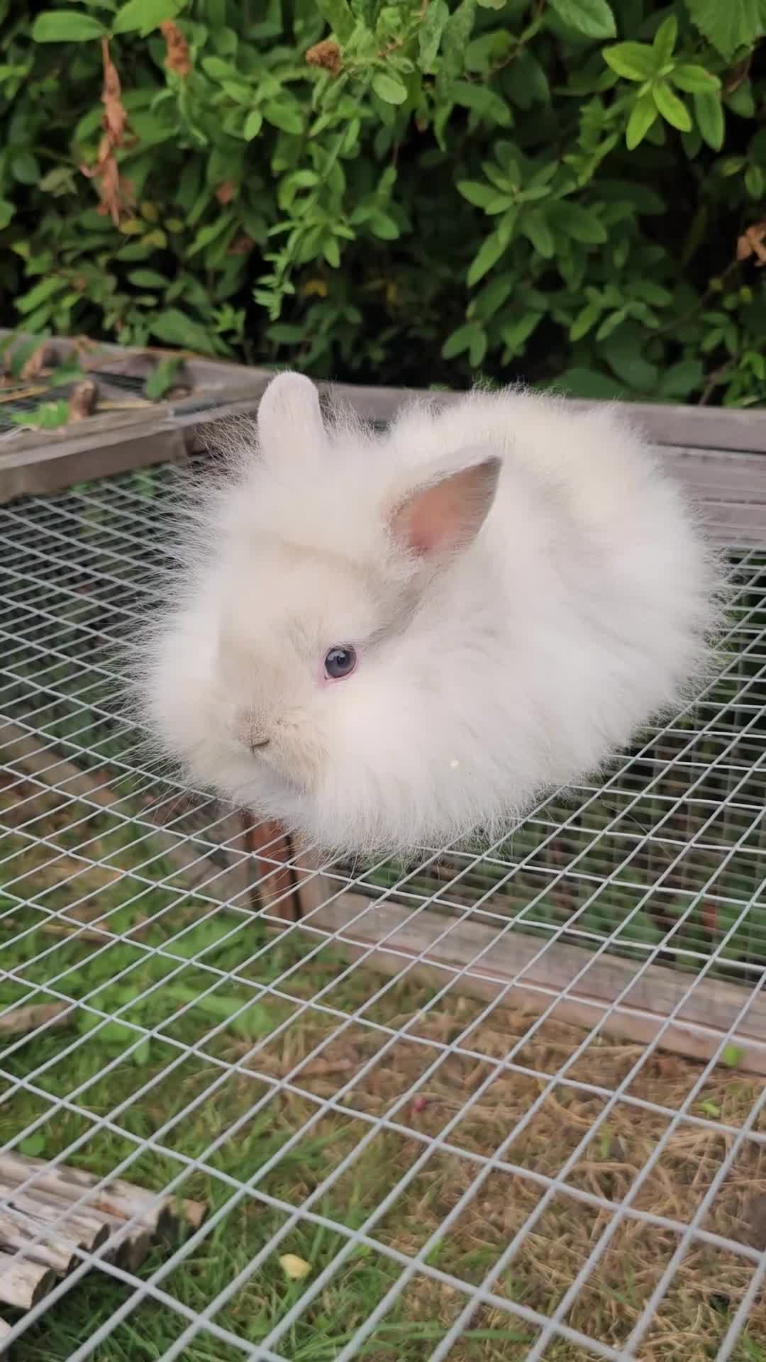 Lionhead rabbits for sale: 3 Beautiful Lion Head Babies - Video 1