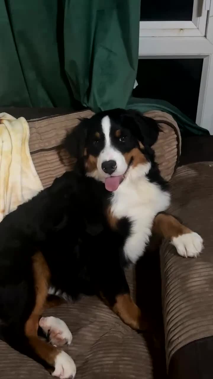 Bernese Mountain Dog dogs for sale: Bernese Mountain dog Puppy – Looking for Home - Video 3