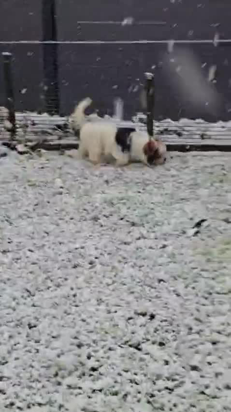 Biewer Terrier dogs for sale: 🐾 Adorable Biewer Terrier Puppies – Bedfordshire - Video 4