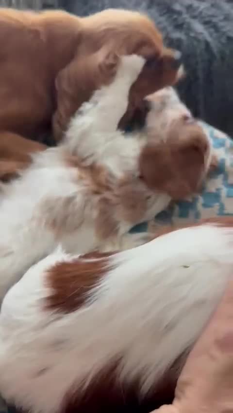 Cavalier King Charles Spaniel dogs for sale: Gorgeous boy 👑true King Charles👑 Cavalier - Video 2