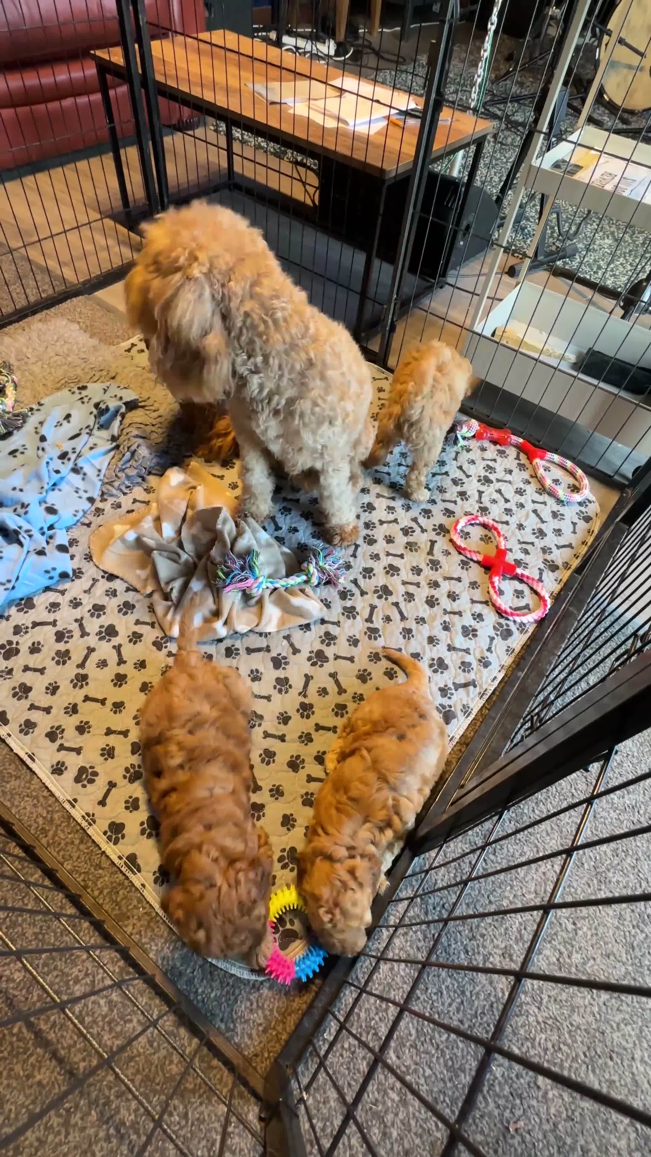 Cavapoo dogs for sale: Health Tested and Health Guaranteed Cavapoo Pups - Video 1