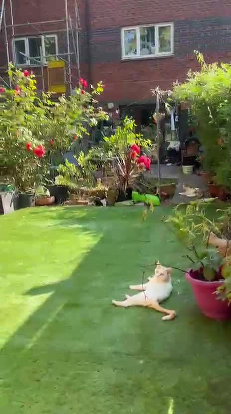 Mixed Breed cats for adoption: Beautiful inside and out - young rescue female cat - Video 1