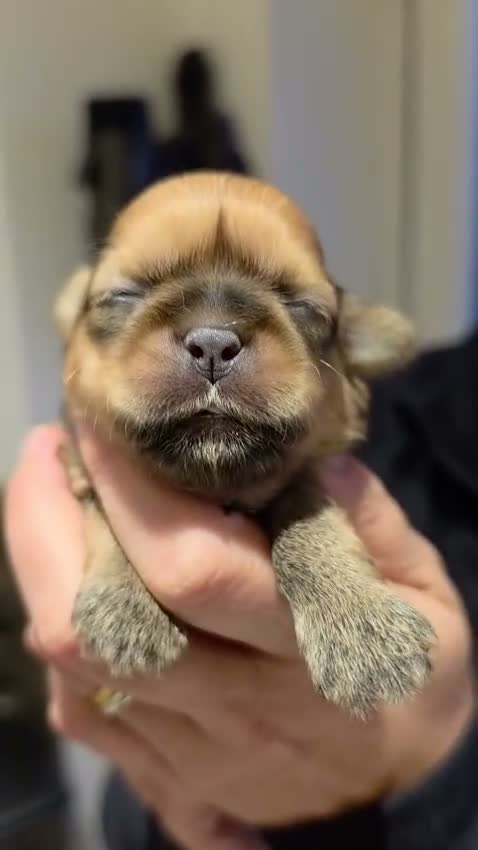 Shih Tzu dogs for sale: 🐶🐾 7 PUPPIES AVAILABLE, PLEASE SEE VIDEOS 🐾🐶 - Video 3