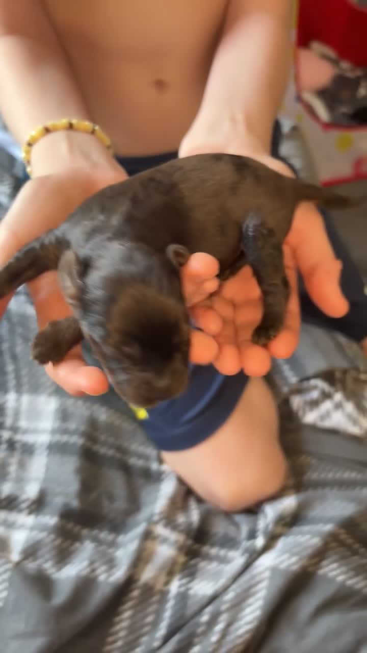 Cocker Spaniel dogs for sale: Cocker spaniel pups in Harlow - Video 1