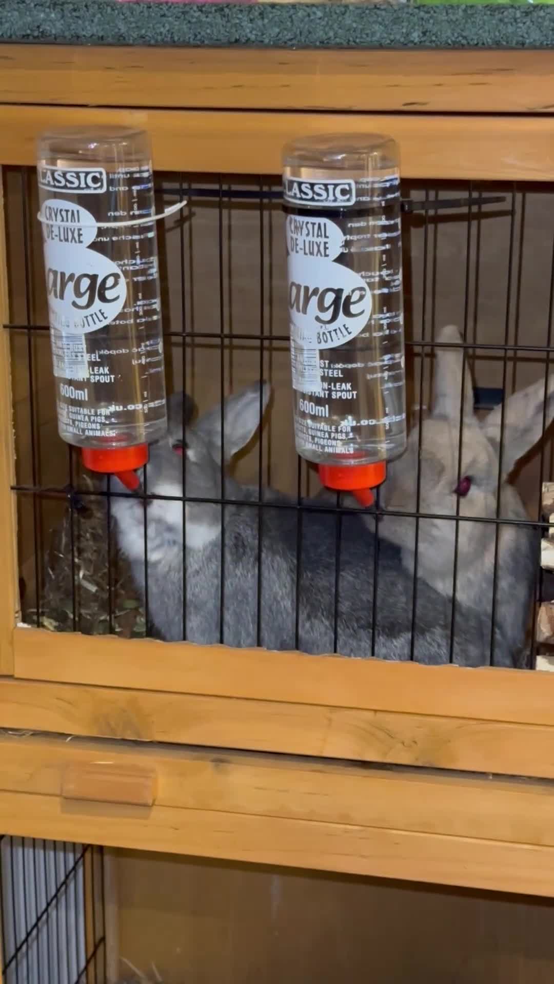 Mixed Breed rabbits for sale: Nibbles and Nora  in Southampton - Video 1