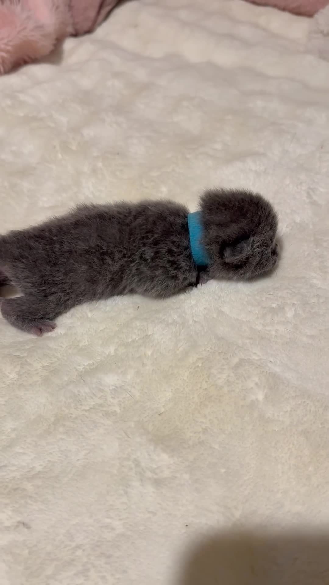 British Shorthair cats for sale: British Shorthair Kittens Champion Line 😻🥇🏆 - Video 5