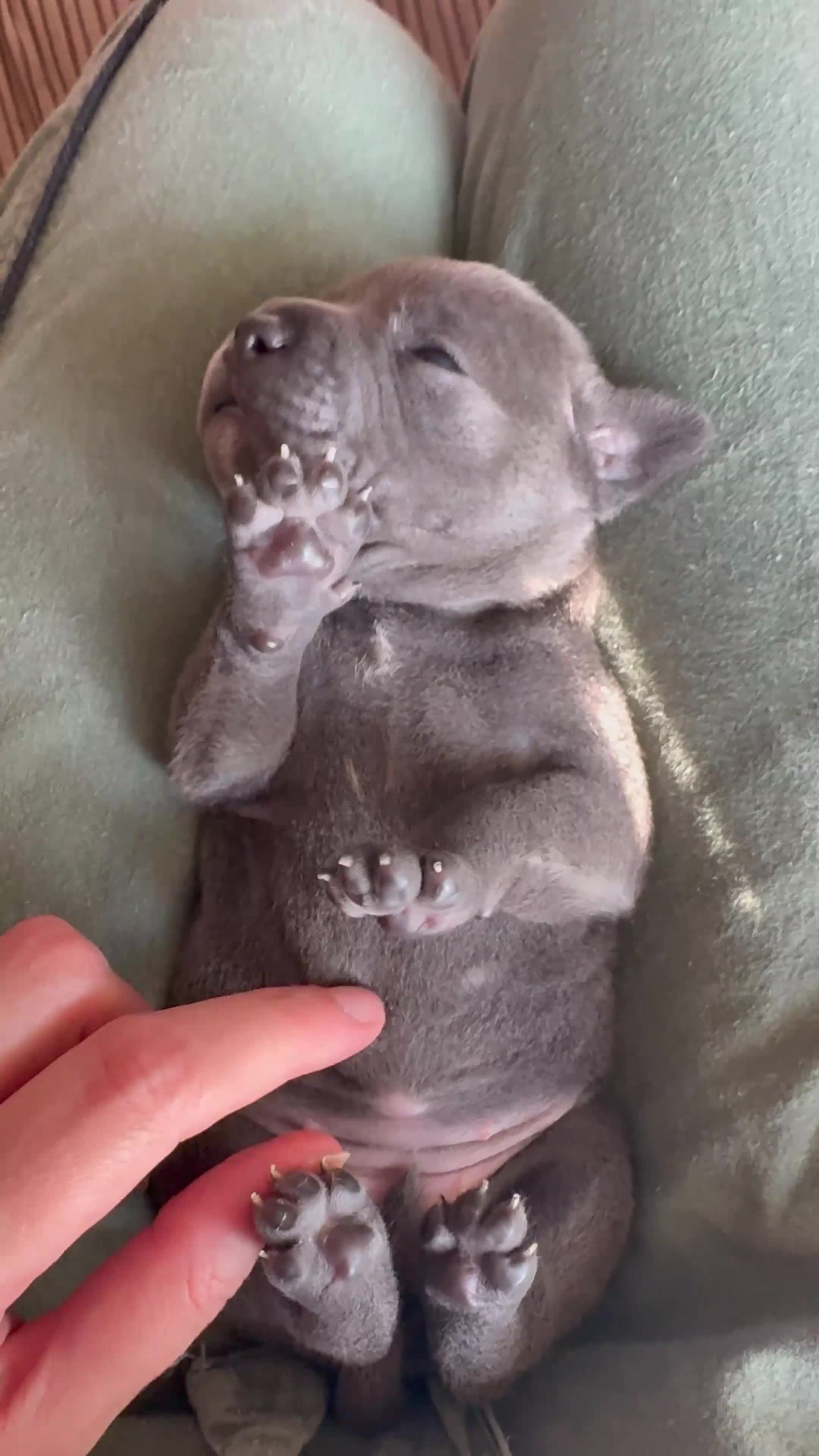 Staffordshire Bull Terrier dogs for sale: KC-Quality,Champion Bloodline,Blue Staffy Pups - Video 1