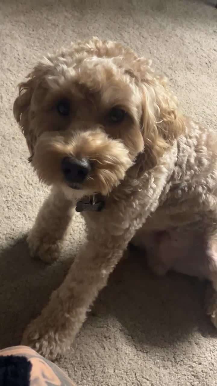Cockapoo dogs for stud: Cockapoo stud  in Wymondham - Video 1