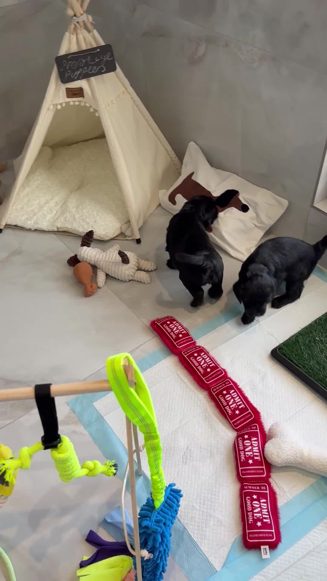 Labradoodle dogs for sale: Multigen Prestige Australian Labradoodle puppies💜 - Video 5