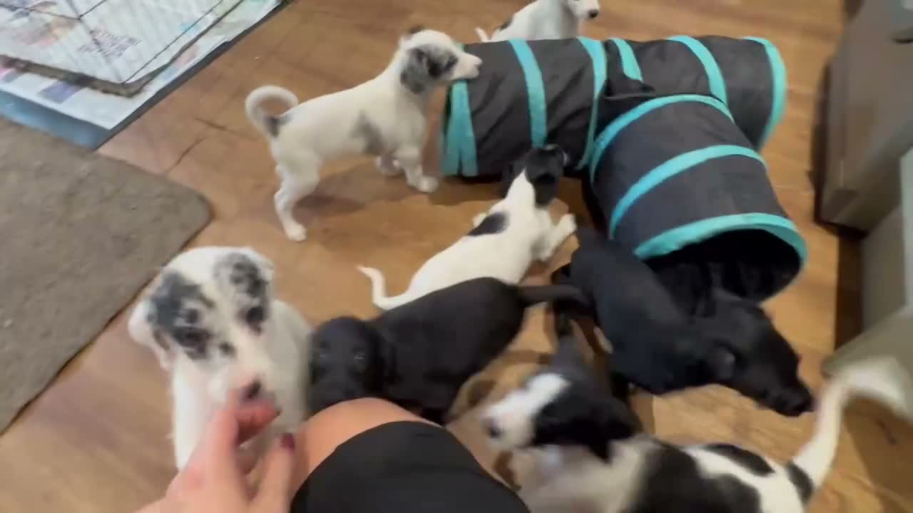 Mixed Breed dogs for sale: Gorgeous Whippet x Poodle puppies - Video 3