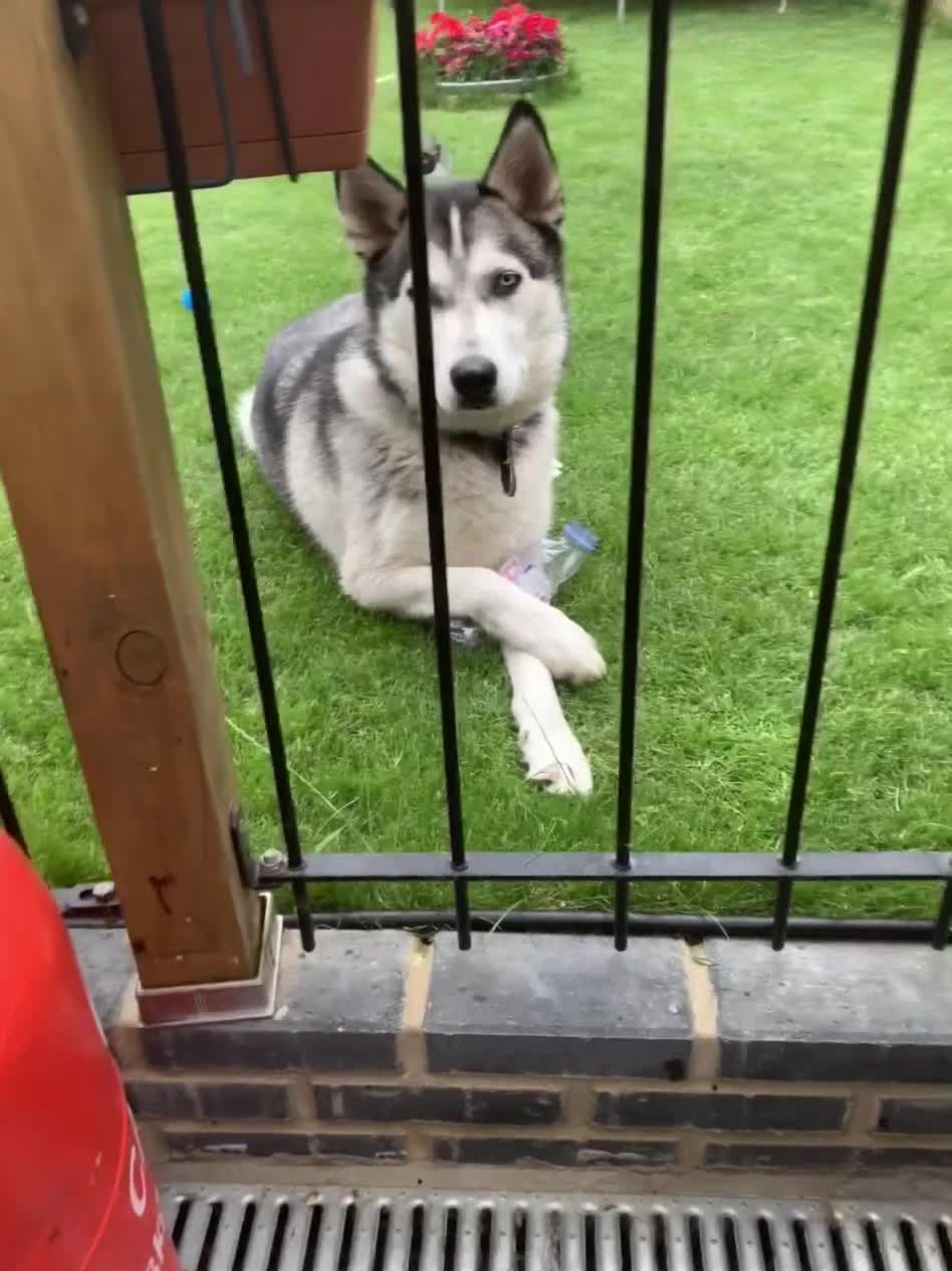 Siberian Husky dogs for sale: The name of the dog is Ice - Video 1