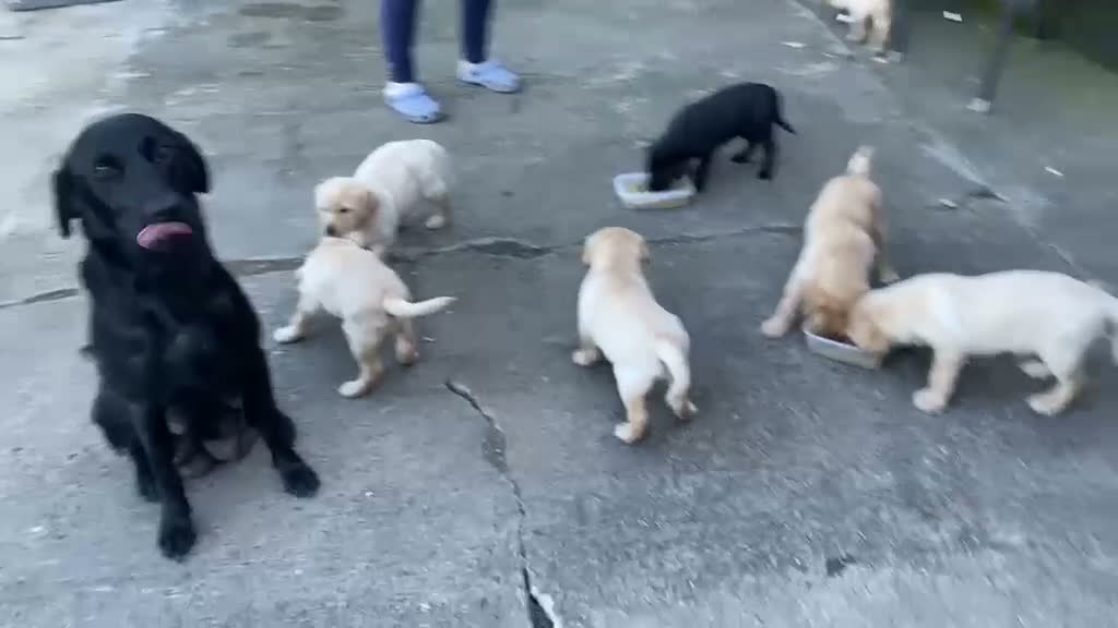 Labrador Retriever dogs for sale: Labrador Retreiver pups  in Bishop Auckland - Video 1