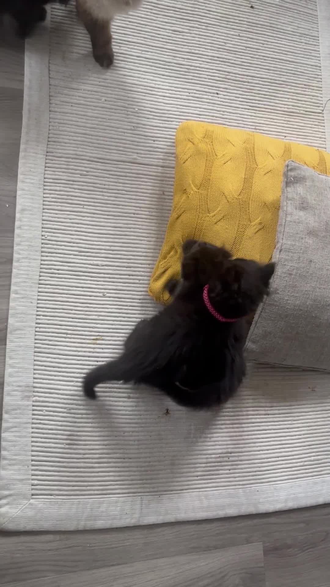 Mixed Breed cats for sale: ✨ The Midnight Magic – Ready to Steal Your Heart  - Video 2
