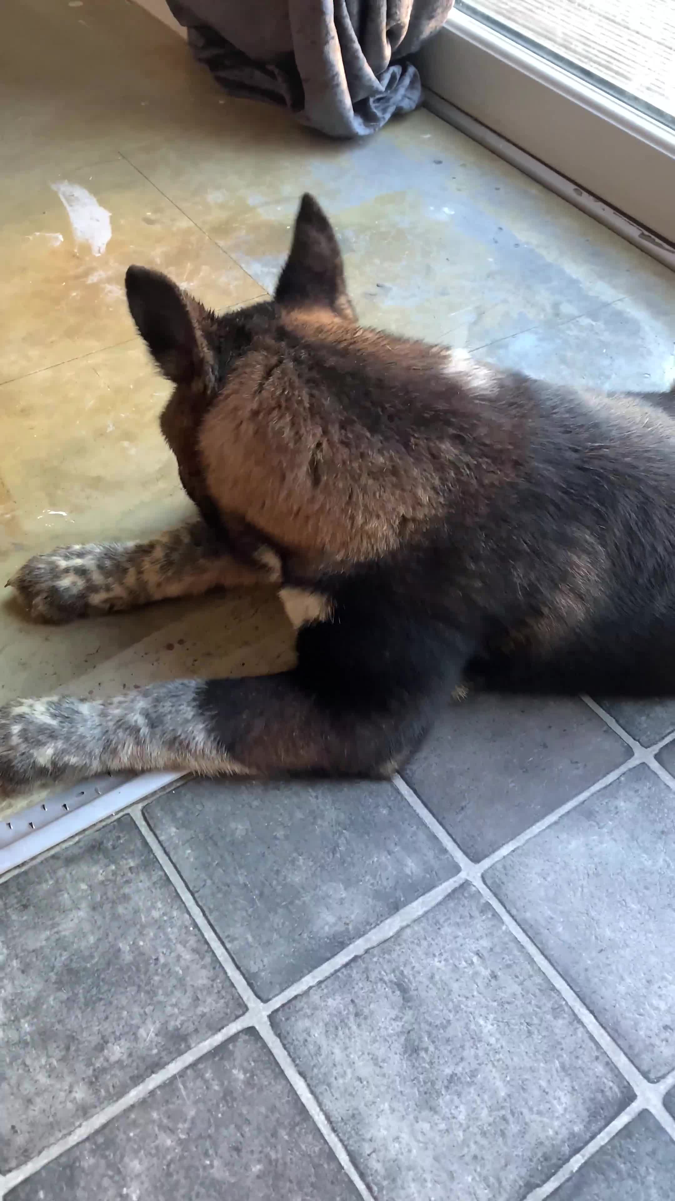 Akita dogs for sale: American Akita puppies  - Video 1