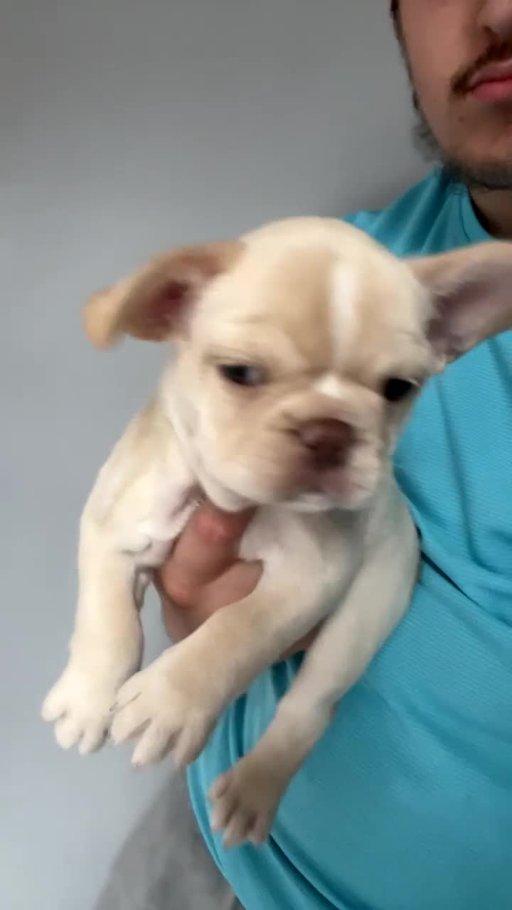 French Bulldog dogs for sale: QUALITY FRENCH BULLDOGS  - Video 3