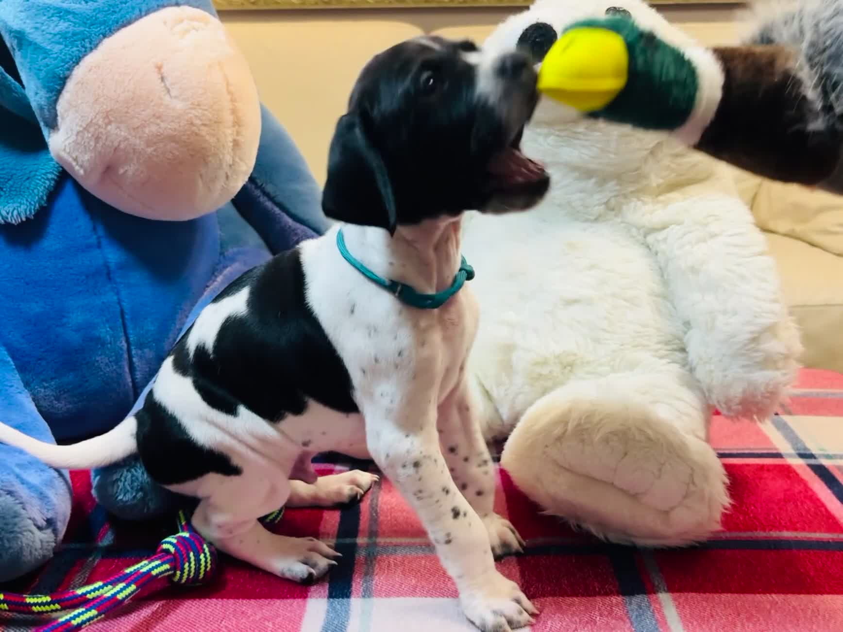 Pointer dogs for sale: Pedigree Pointer Pups - Video 3