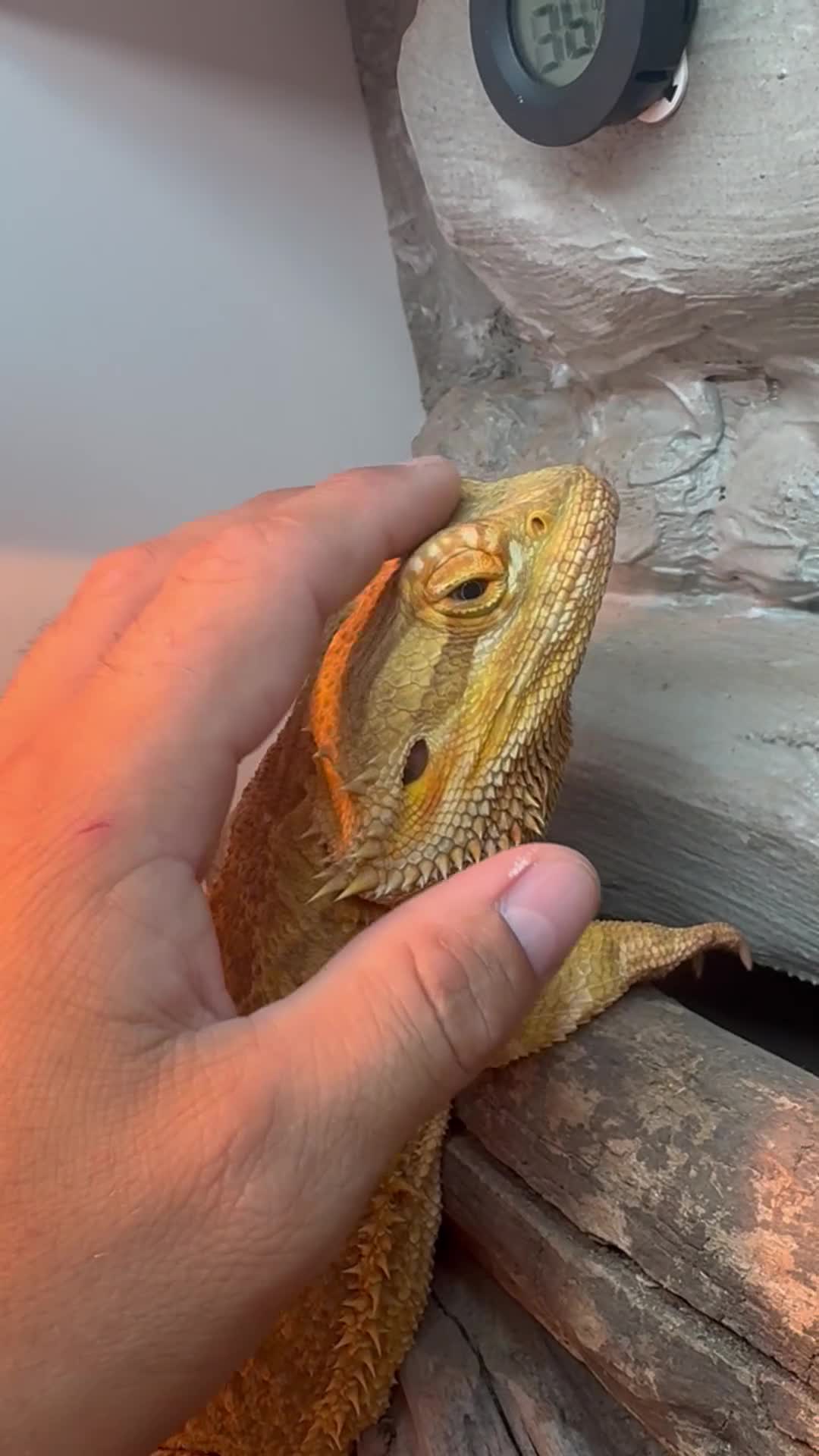 Dragon reptiles for sale: 4 year old male Beardie - Video 1