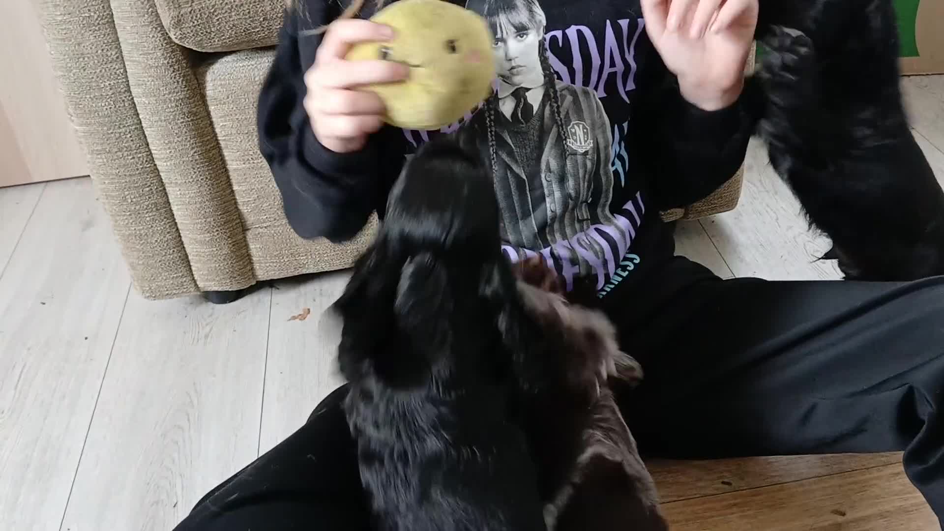Cocker Spaniel dogs for sale: KC REG SHOW TYPE COCKER SPANIELS. - Video 1