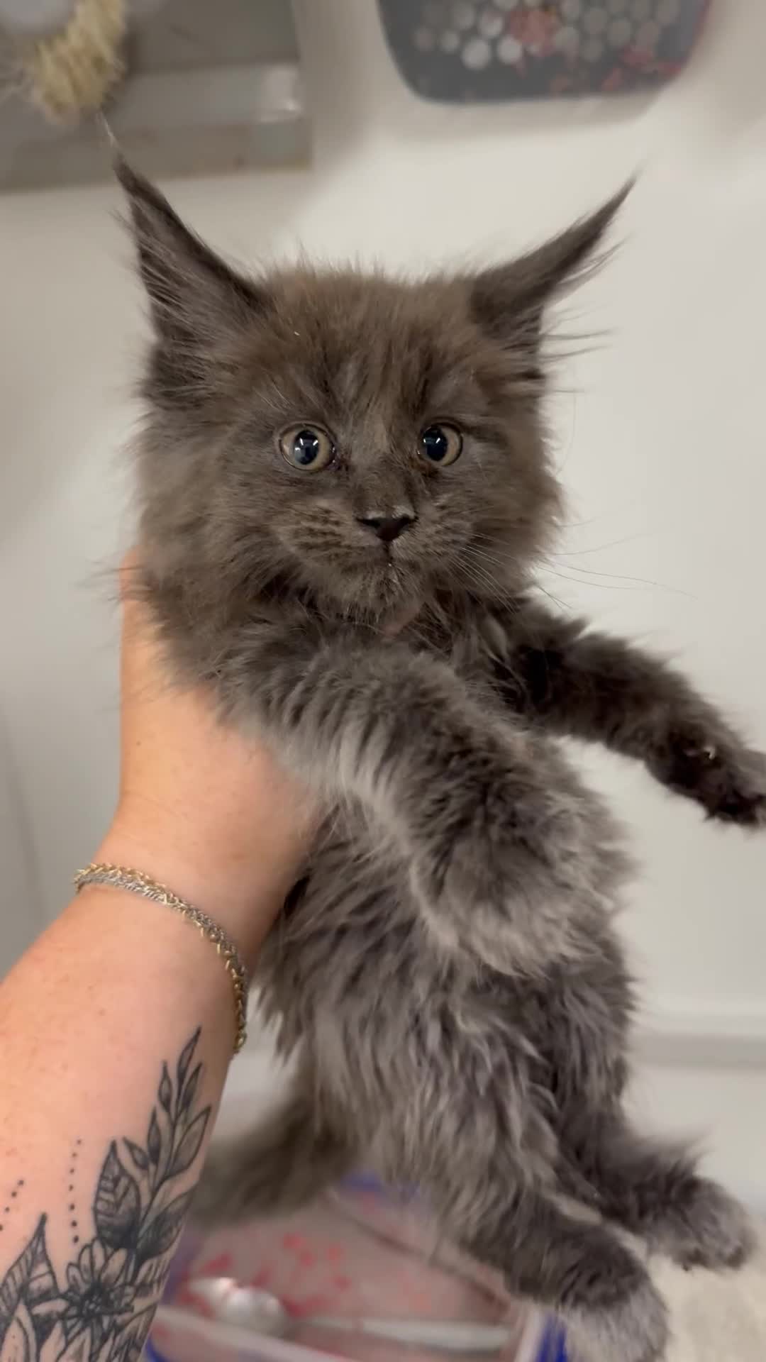Maine Coon cats for sale: LAST GIRL AVAILABLE Blue Smoke TICA Maine Coons - Video 1